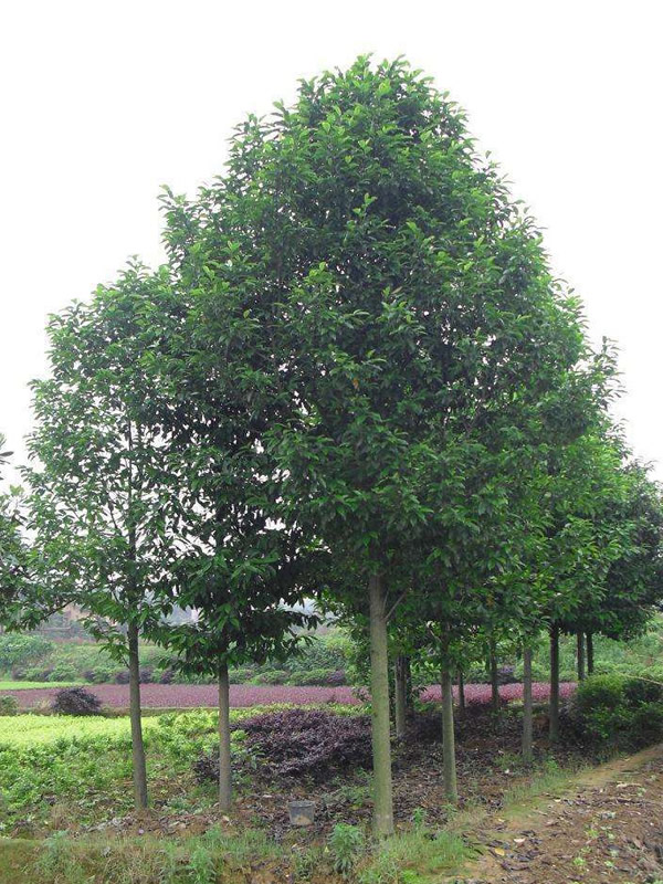 乐昌含笑分布在中国哪些地方？