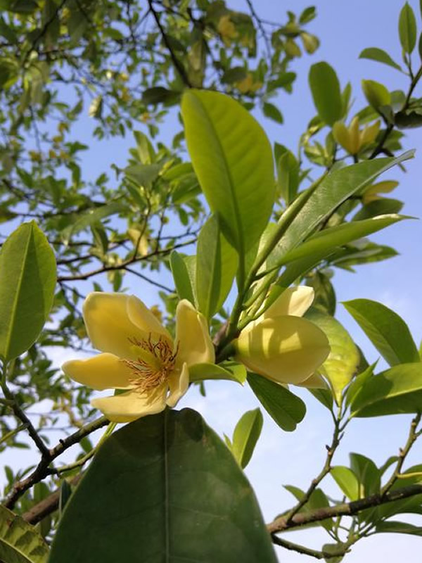 乐昌含笑的主要价值有哪些？