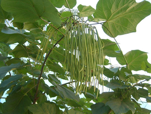 梓树价格-图片-形态特征-生长环境-分布范围以及主要价值