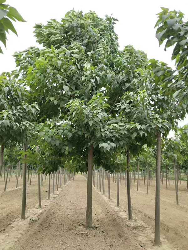 梓树有什么作用？