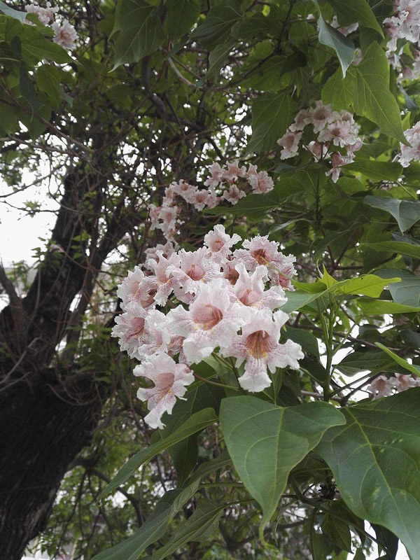 梓树与楸树有什么区别？