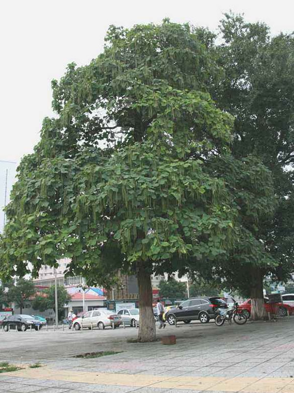 梓树有什么寓意？具有何种精神？