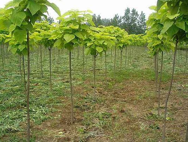 梓树种植技术是怎样的？