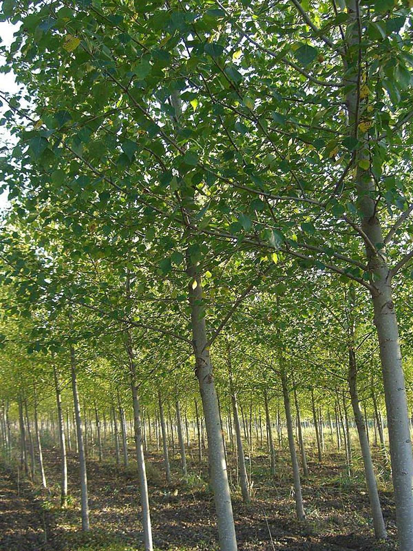 梓树适宜在什么地方生长？