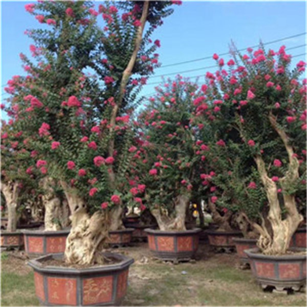 紫薇古桩报价