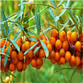沙棘的种植方法和技巧
