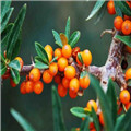 沙棘的多种食用方法和注意事项