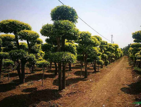 金叶榆价格-图片-形态特征-产地生境以及主要价值