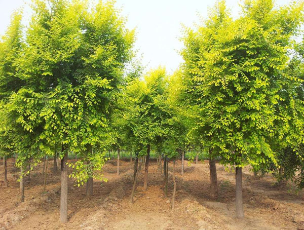 金叶榆的栽培技术以及病虫防治方法介绍