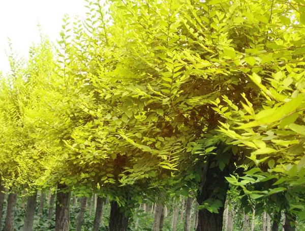 金叶榆和金钱榆有什么区别？