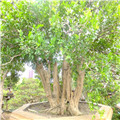 七里香盆景的养护要点