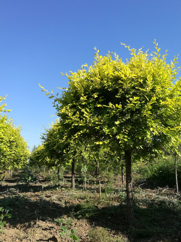 金叶榆是落叶乔木吗？