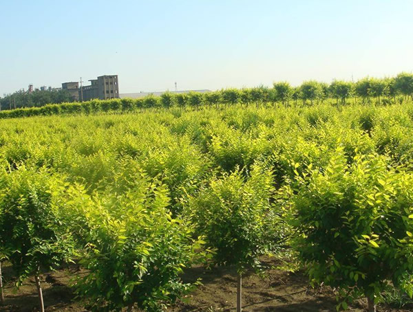 北方金叶榆什么时候嫁接？