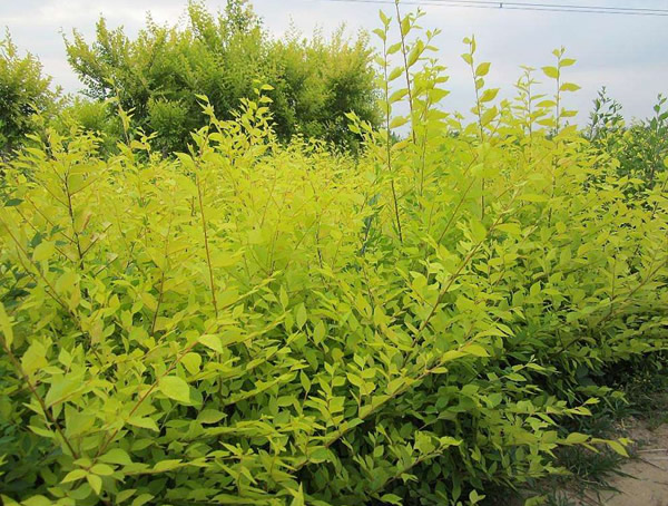 金叶榆在大门口种植好吗？