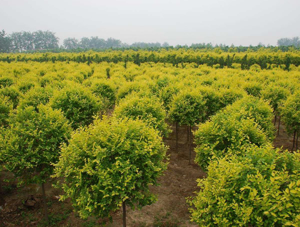 金叶榆怎么扦插？什么时候开始扦插？