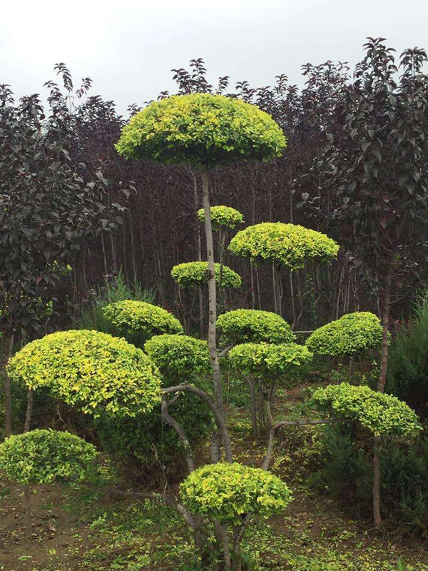 金叶榆的叶片病害怎么治？