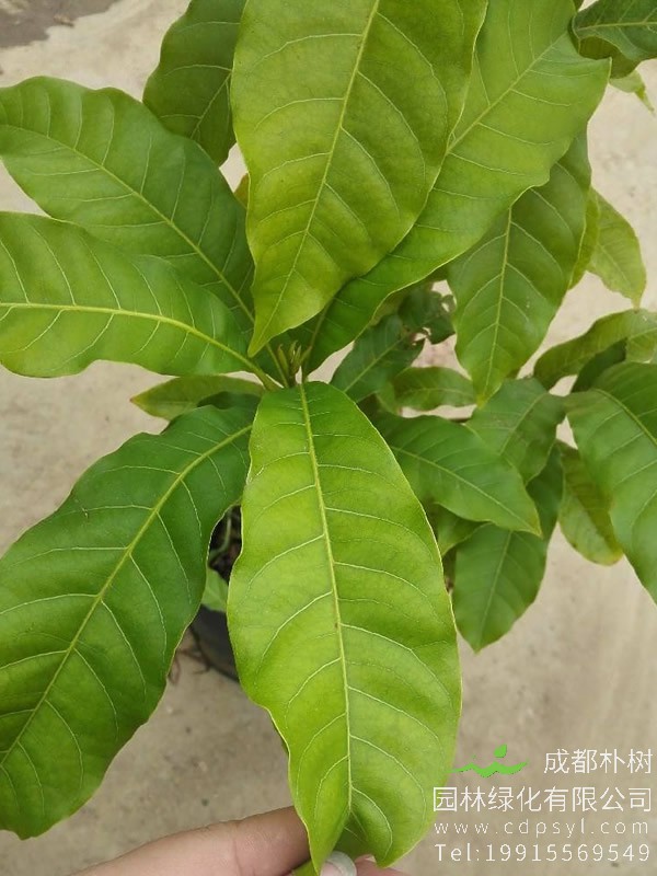 黄晶果树的种植前景怎么样？