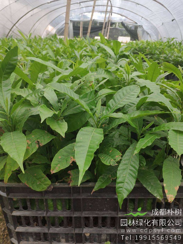 黄晶果树适合哪里种植？