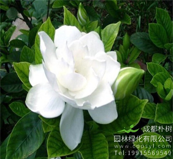 栀子花