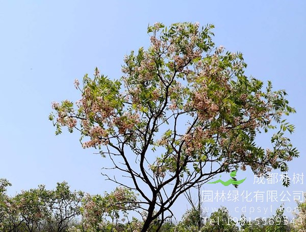 文冠果价格-图片-形态特征-产地生境-生长习性以及主要价值