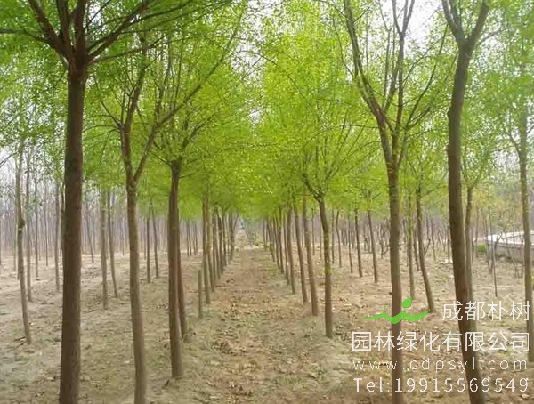 丝棉木价格-图片-形态特征-地理分布-生长习性以及主要价值