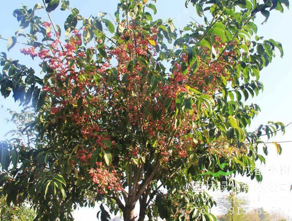 丝棉木价格-图片-形态特征-地理分布-生长习性以及主要价值