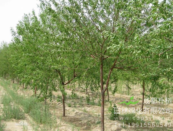 丝棉木价格-图片-形态特征-地理分布-生长习性以及主要价值