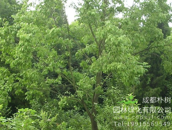 丝棉木的形态特征有哪些？