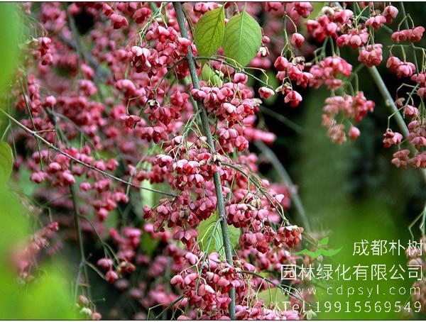 丝棉木的用途有哪些？