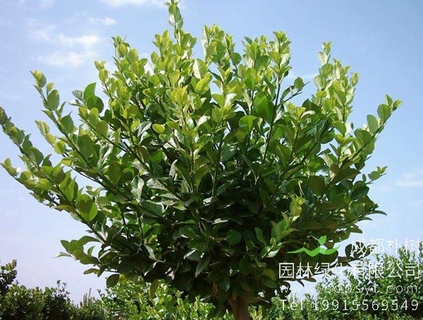 丝棉木价格-图片-形态特征-地理分布-生长习性以及主要价值