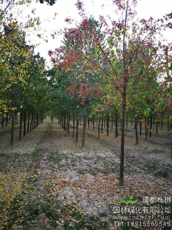 丝棉木有哪些环保用途？