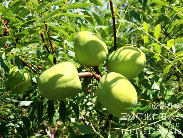 文冠果的繁殖方法、栽培技术以及病虫防治方法介绍