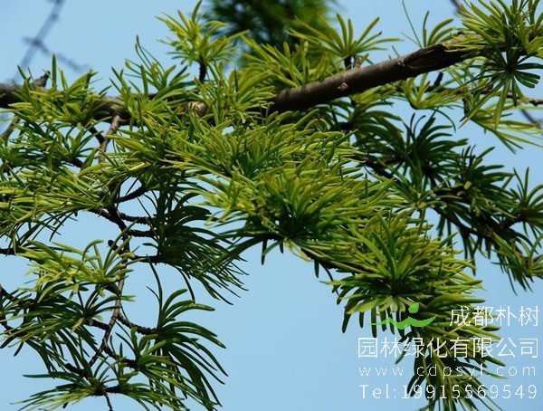 金钱松价格-图片-形态特征-生长习性-地理分布以及主要价值