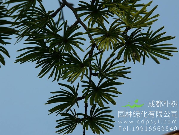 金钱松价格-图片-形态特征-生长习性-地理分布以及主要价值