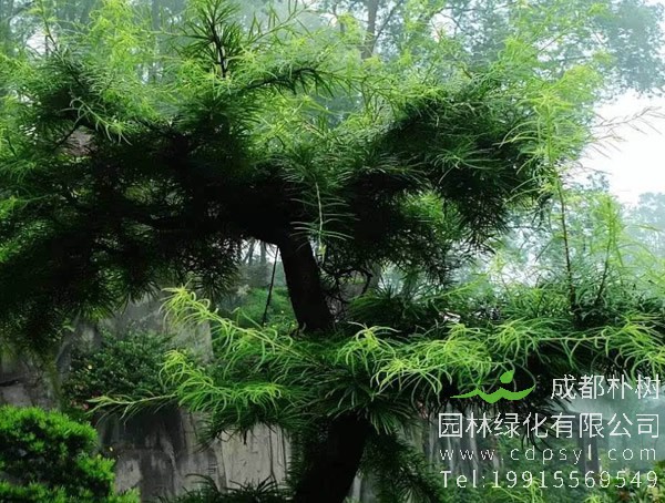 金钱松是什么？什么特性？