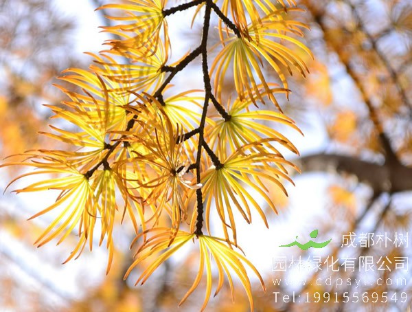 金钱松盆景怎么养护？