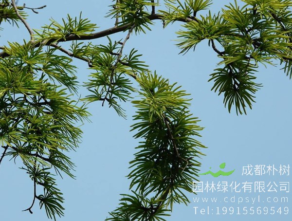 金钱松价格-图片-形态特征-生长习性-地理分布以及主要价值