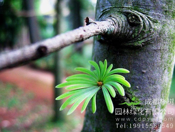 金钱松价格-图片-形态特征-生长习性-地理分布以及主要价值