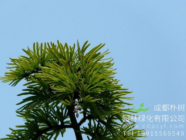 金钱松分布在中国哪些地方？