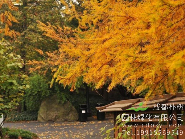 金钱松叶子发黄是怎么回事？