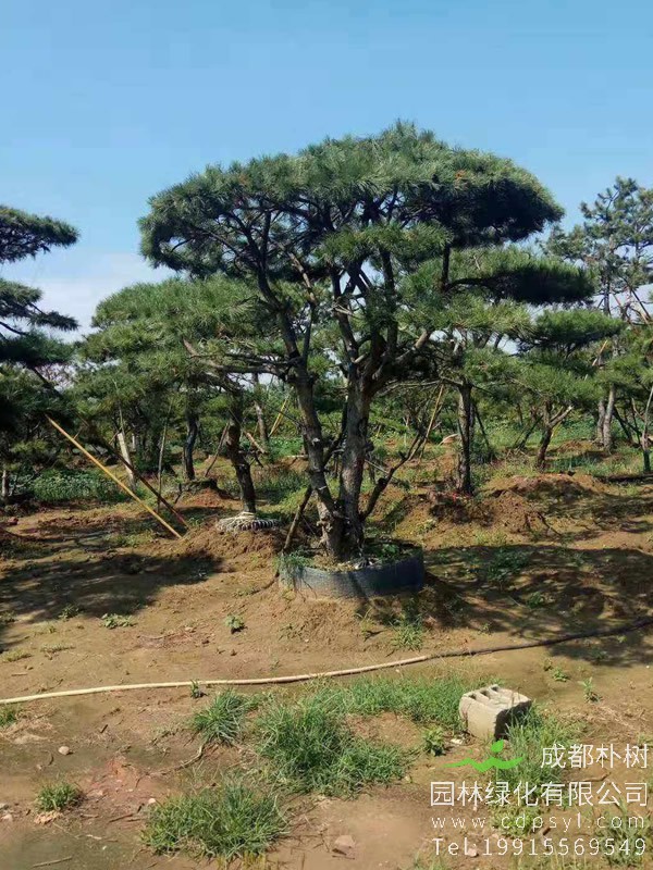 金钱松有哪些用途？金钱松有什么经济价值？