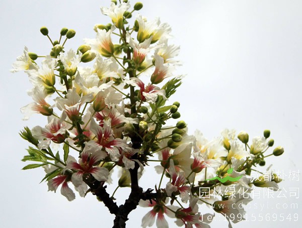 文冠果树多少年才能成材？