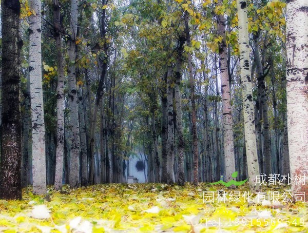 毛白杨价格-图片-形态特征-生长习性-分布情况以及主要价值