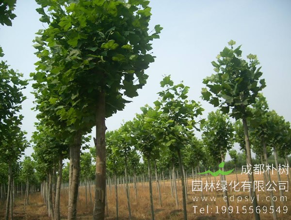 毛白杨价格-图片-形态特征-生长习性-分布情况以及主要价值