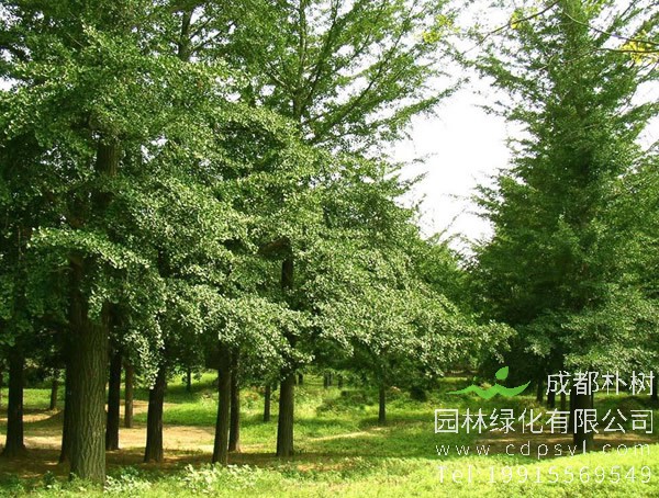 毛白杨价格-图片-形态特征-生长习性-分布情况以及主要价值