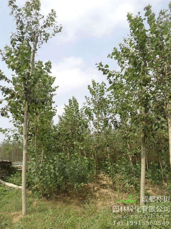 毛白杨价格-图片-形态特征-生长习性-分布情况以及主要价值