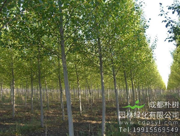 毛白杨能结果实吗？