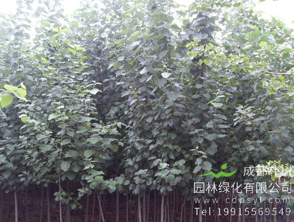 毛白杨有哪些繁殖方法？