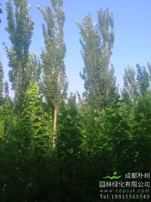 毛白杨的雌雄怎么分？