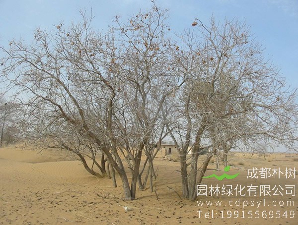 文冠果树叶的功效与作用，文冠果树叶泡水喝起什么作用？